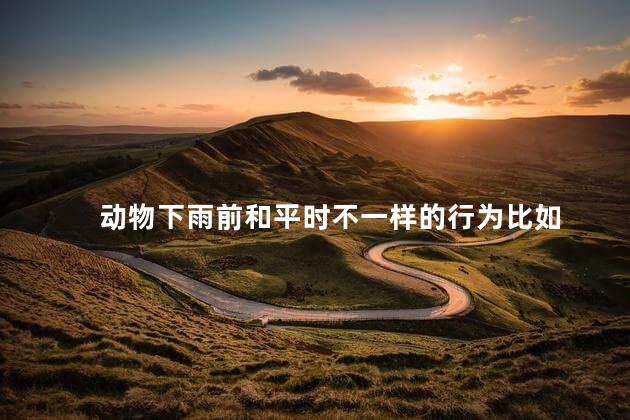 动物下雨前和平时不一样的行为 动物有感情吗