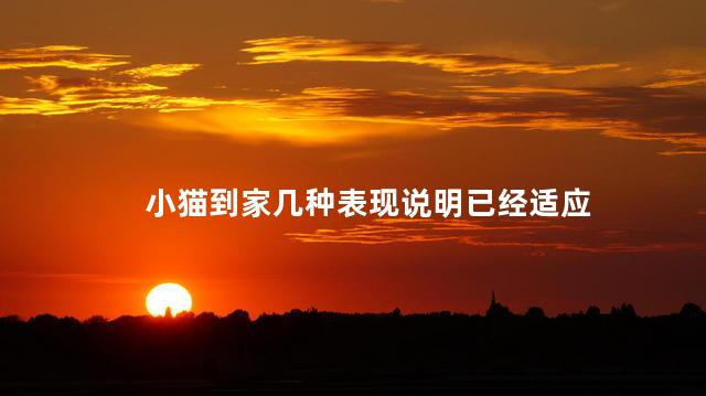 2个月小猫怎样适应新家 猫是夜行动物吗