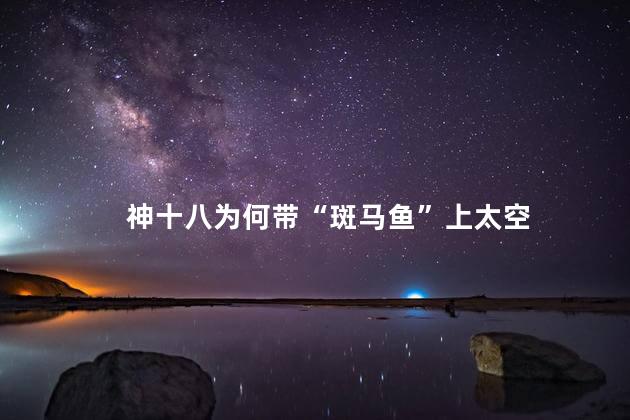 神十八为何带“斑马鱼”上太空